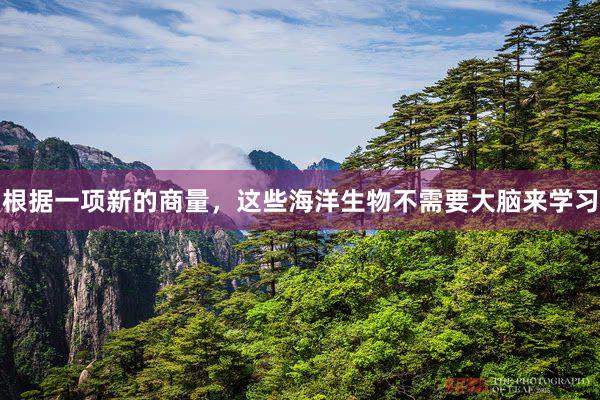 根据一项新的商量，这些海洋生物不需要大脑来学习